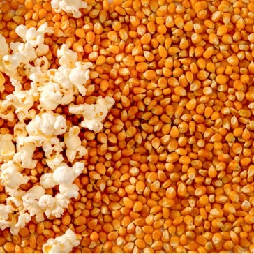 Mais popcorn biologisch
