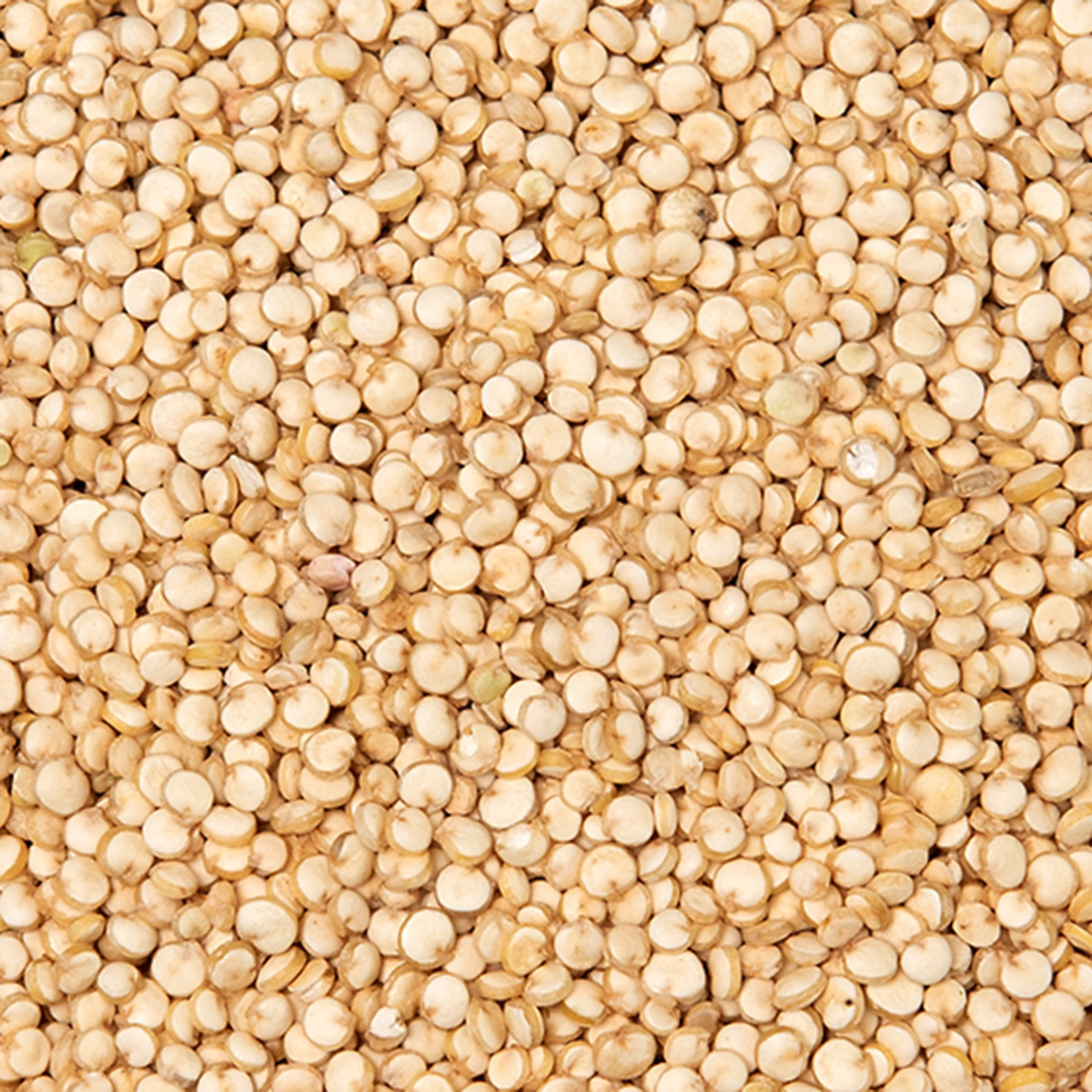 Quinoa 