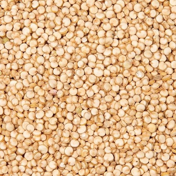 Quinoa 